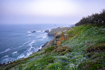 wild flowers along the road to the ocean