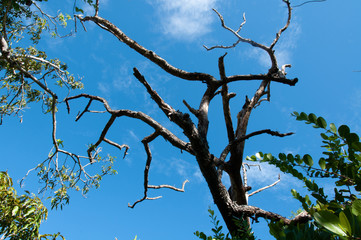 Obraz premium dead tree with blue sky in the back ground. Natural Park Curieuse Island. Seychelles