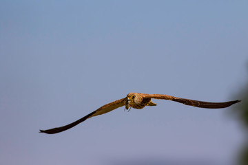 Flying falcon with its hunt. Nature background. Bird: Lesser Kestrel. Falco naumanni. 