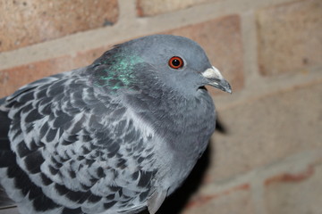 shocked pigeon stunned by flash of light