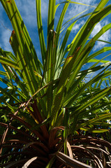the endemic plant Pandanus multispicatus, Curiese island, Seychelles