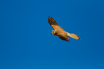 Flying falcon with its hunt. Bird: Lesser Kestrel. Falco naumanni. Blue sky background.