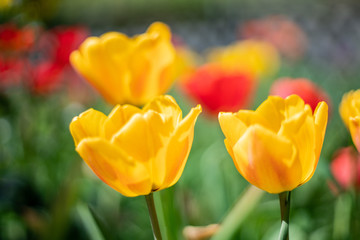 Group of colorful tulip. Purple flower tulip lit by sunlight. Soft selective focus, tulip close up, toning. Bright colorful tulip photo background