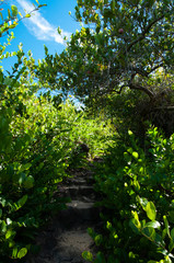 walkway into the forest, Curieuse Island, Seychelles
