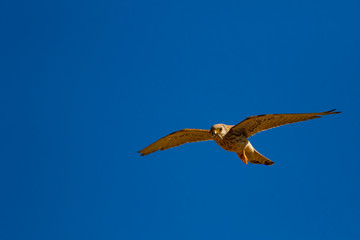 Flying falcon with its hunt. Bird: Lesser Kestrel. Falco naumanni. Blue sky background.