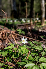 Anemone Nemorosa in the forest Mulleskogen i Kil, Värmland, Sverige.