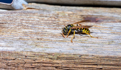 European paper wasp rasping wood fibres for nest building
