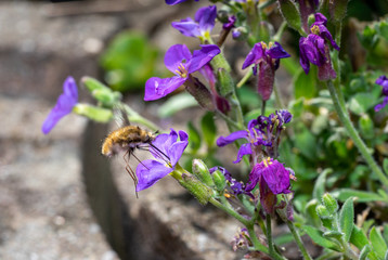 Bee fly feeding on nectar