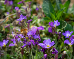 Bee fly feeding on nectar