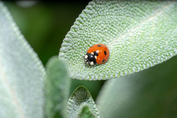 Ladybug on sage leaves