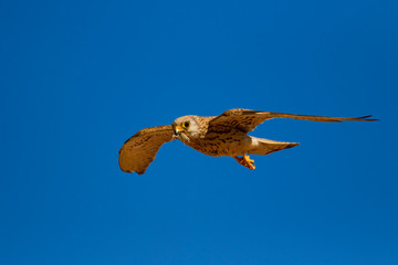 Flying falcon with its hunt. Bird: Lesser Kestrel. Falco naumanni. Blue sky background.