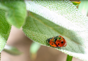 Mating ladybugs on sage leaves