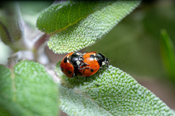 Mating ladybugs on sage leaves