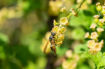 European paper wasp on redcurrant blossom