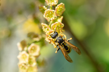 European paper wasp on redcurrant blossom