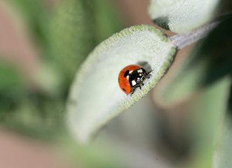 Ladybug on sage leaves
