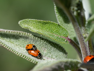 Mating ladybugs on sage leaves