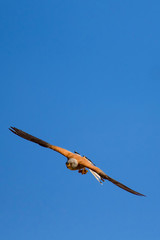 Flying falcon with its hunt. Bird: Lesser Kestrel. Falco naumanni. Blue sky background.