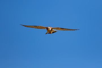 Flying falcon with its hunt. Bird: Lesser Kestrel. Falco naumanni. Blue sky background.