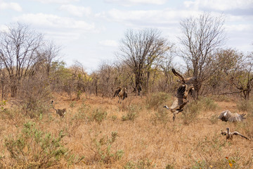 Fototapeta na wymiar Cheetah Chasing Vultures
