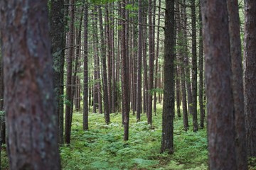 Naklejka premium trees in the forest