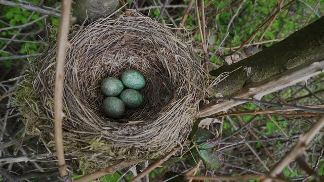 Nest of Blackbird with eggs - (4K)