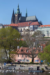Obraz premium Spring green Prague Lesser Town with gothic Castle above River Vltava in the sunny Day, Czech Republic