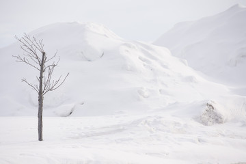 Dead tree in winter snow