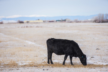 Single black cow eating hay