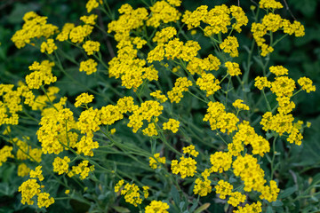 Closeup of beautiful yellow flowers in the garden