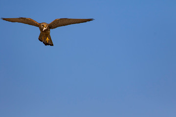 Flying falcon with its hunt. Bird: Lesser Kestrel. Falco naumanni. Blue sky background.