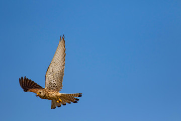 Flying falcon with its hunt. Bird: Lesser Kestrel. Falco naumanni. Blue sky background.