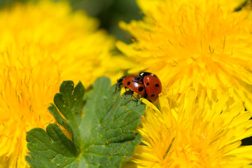 Red Ladybirds in Love in the green Nature