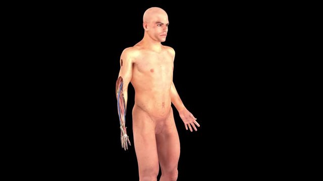 animación de Vivisección del cuerpo humano, con órganos, sistemas y aparatos