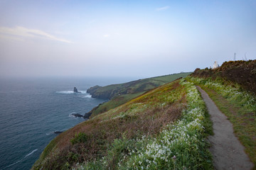 wild flowers along the road to the ocean