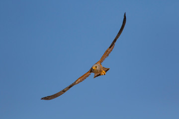 Flying falcon with its hunt. Bird: Lesser Kestrel. Falco naumanni. Blue sky background.
