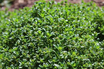 Thymian