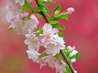 Flowering crabapple in the garden
