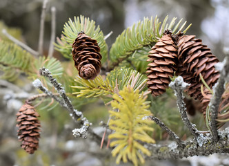 Pine cones on the tree