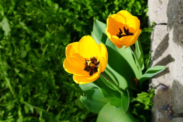 Obraz na płótnie Canvas Yellow tulips and dandelions 