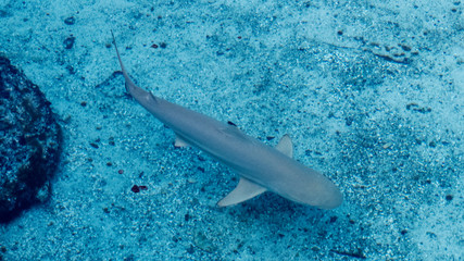 Grey shark swimming slowly close to the sand in the warm shallow water of the Bahamas.