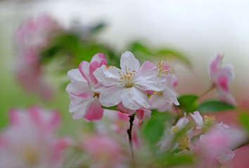 Fototapeta na wymiar Flowering crabapple in the garden
