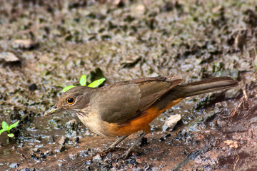 bird on the beach