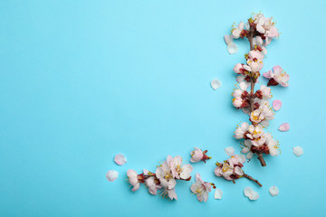 Beautiful blossoming branches with fresh spring flowers on color background, top view. Space for text