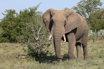 Afrikanischer Elefant / African elephant / Loxodonta africana