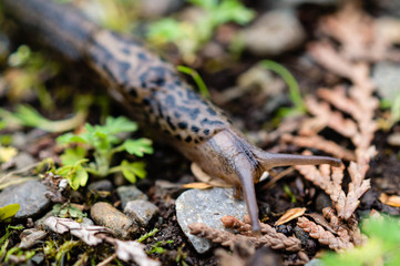 Leopard Slug in the rain forests of the Olympic Peninsula of Washington state