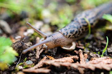 Leopard Slug in the rain forests of the Olympic Peninsula of Washington state