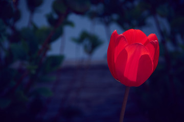 Beautiful view of a red tulip in the garden next to green background of plants.