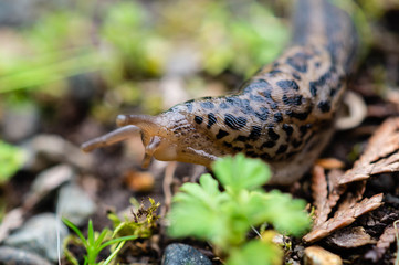 Leopard Slug in the rain forests of the Olympic Peninsula of Washington state
