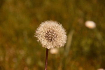 Dandelion seed head (Taraxacum officinale) in the field ready to fly.